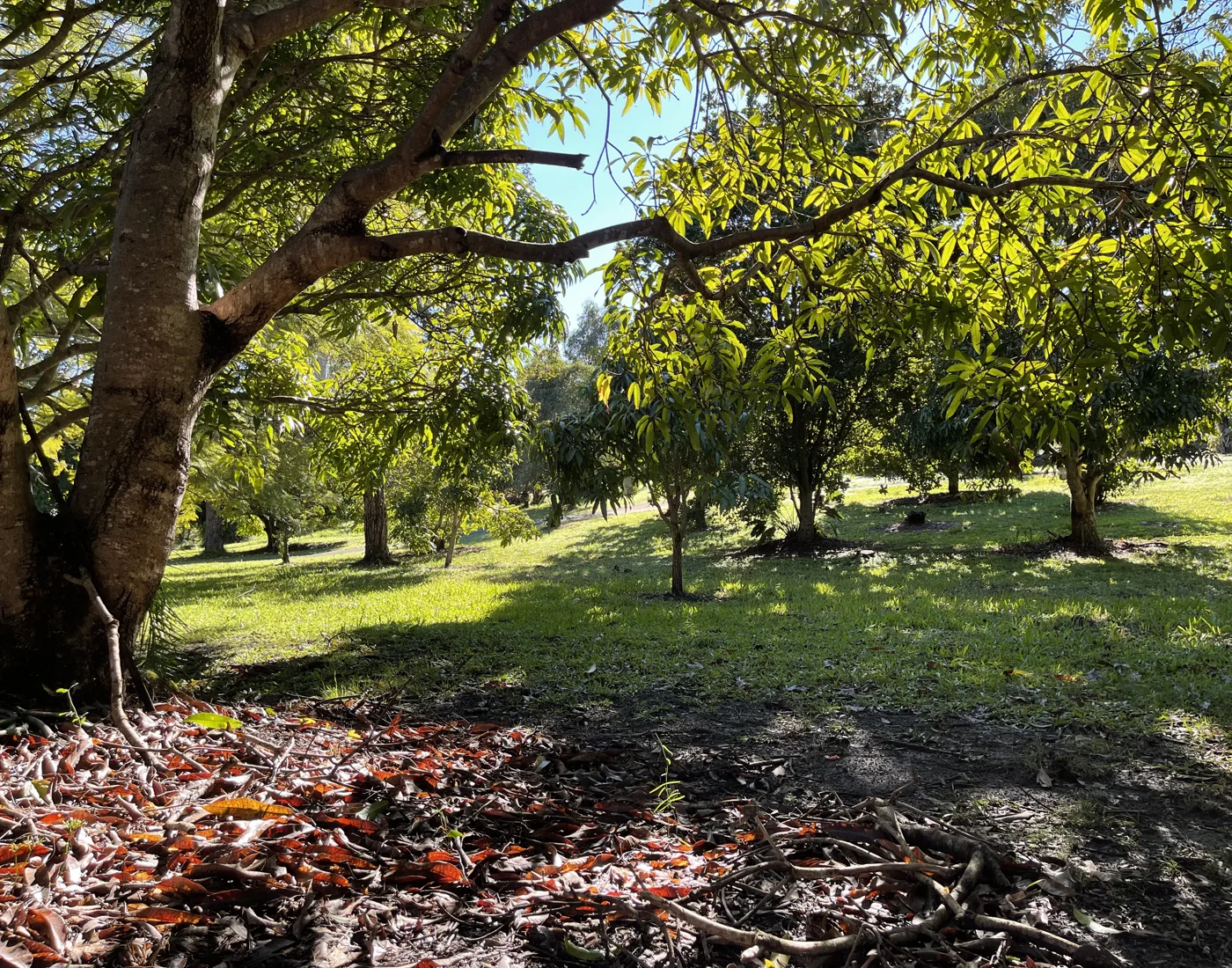 Sunlight through the trees in the clinic’s Bunya garden