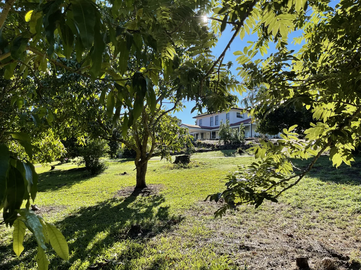 The clinic building seen through the surrounding trees