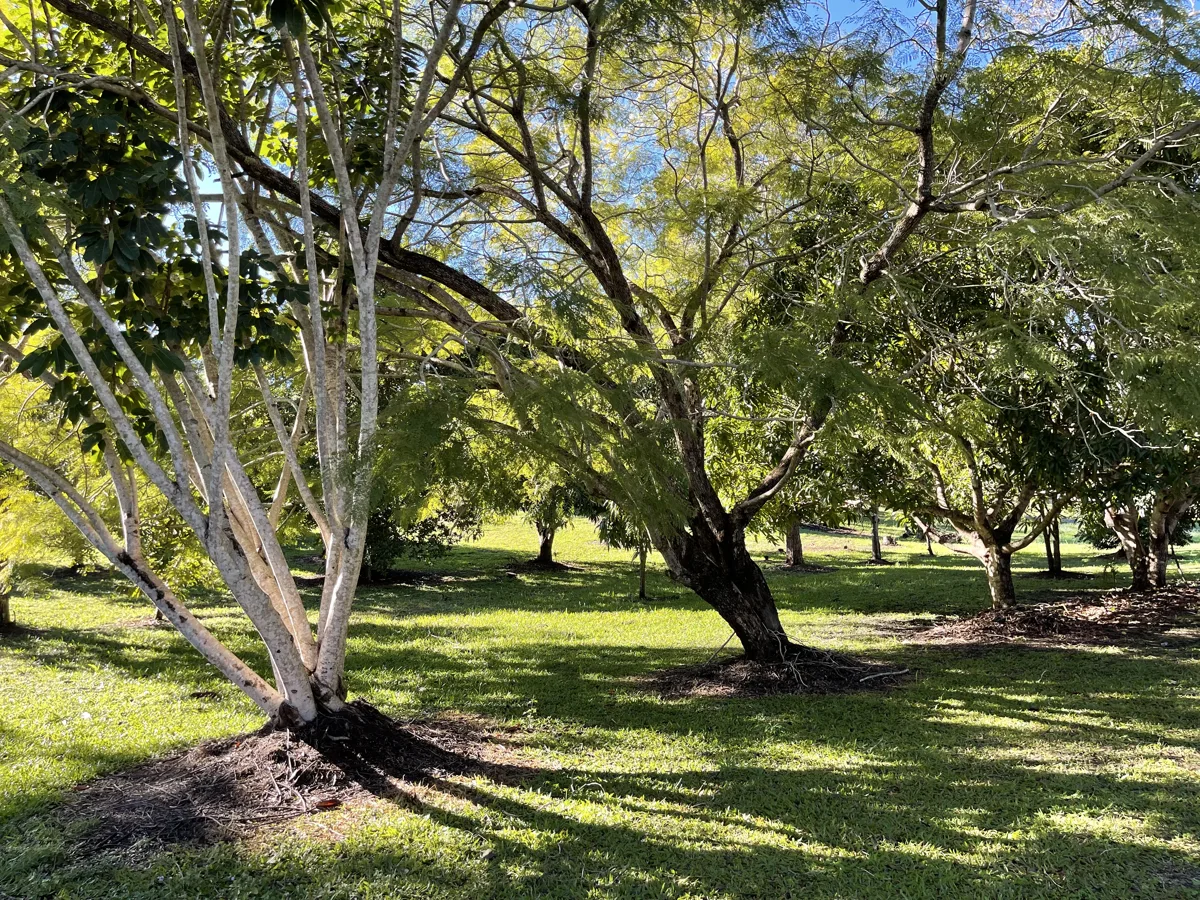 Mature trees and leafy surroundings in the clinic grounds